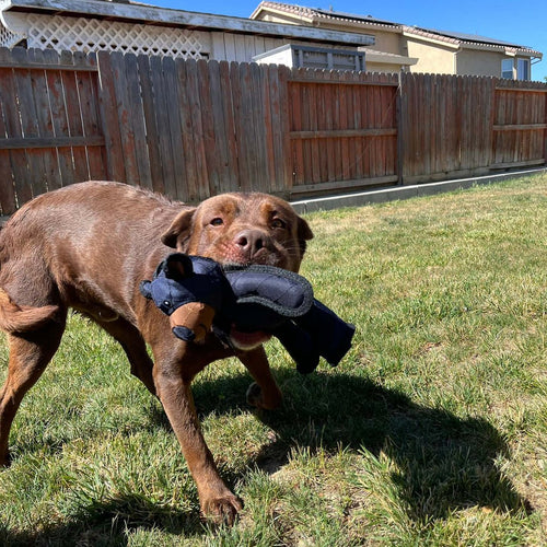 Vikbua™ Slitesterk kosebamse med pipelyd for hunder som tygger hardt