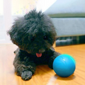 Vikbua™ Interaktiv selvgående ball til katt og hund, oppladbar
